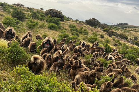 Blue Nile Gorge Wildlife & Cultural Day Trip