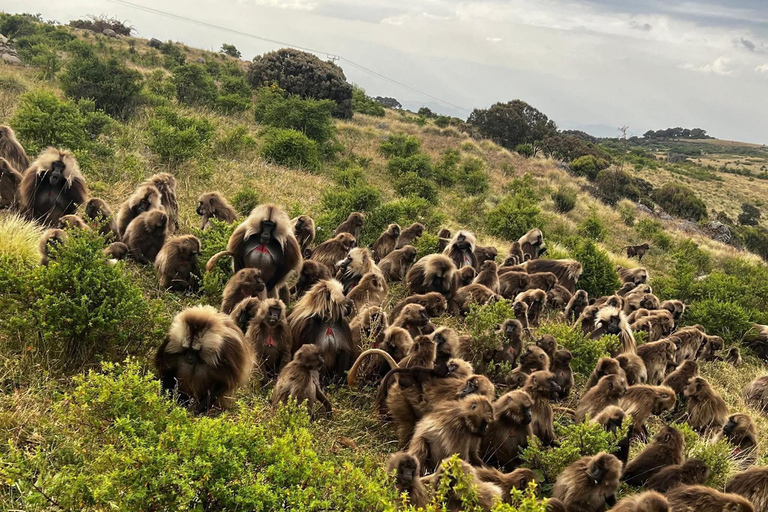 Blue Nile Gorge Wildlife & Cultural Day Trip