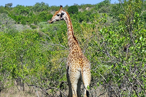 Vanuit Johannesburg: 6-daagse luxe Kruger Park safari