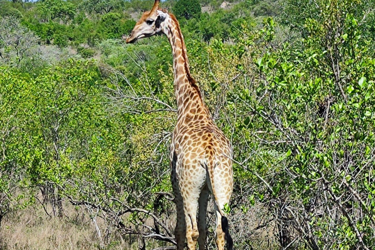 Vanuit Johannesburg: 6-daagse luxe Kruger Park safari