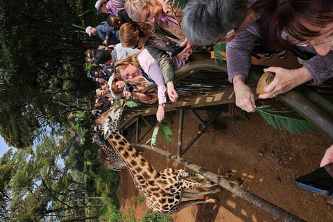 Giraffe Centre Visit Tour In Nairobi Nairobi: Giraffe Centre Visit Guided Tour