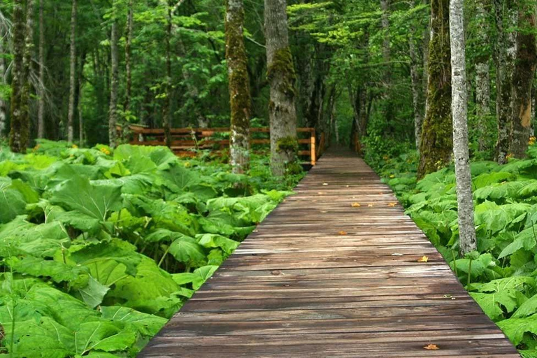 From Tivat: Montenegro Canyons and National Parks Day Trip From Tivat Centar 2: Black Lake, Durmitor, Djurdjevića Tara