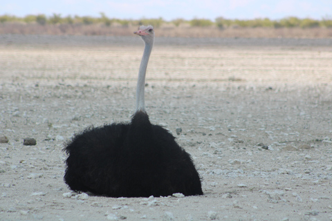 Windhoek: 3-Day Guided Safari in Etosha with Lodge