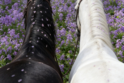 Beijing Overnight Layover: Countryside Horse Riding Tour Afternoon: 2-hour Horseback Riding Experience with Dinner