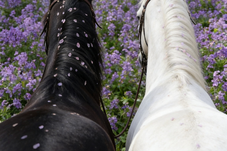 Beijing Overnight Layover: Countryside Horse Riding Tour Afternoon: 2-hour Horseback Riding Experience with Dinner