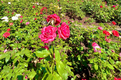 FREE PHOTO near Zurich Rapperswil: Castle, Rose Old Town FREE Photo add near Zurich Rapperswil walk Castle, Rose