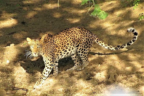 From Delhi: Full-Day Jaipur Tour with Jhalana Safari Tour with Transportation and Guide only