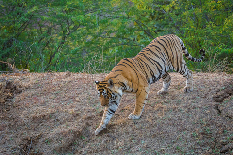 Tour di 5 giorni del Triangolo d&#039;Oro con safari della tigre di RanthamboreQuesta opzione con alloggio a 4 stelle