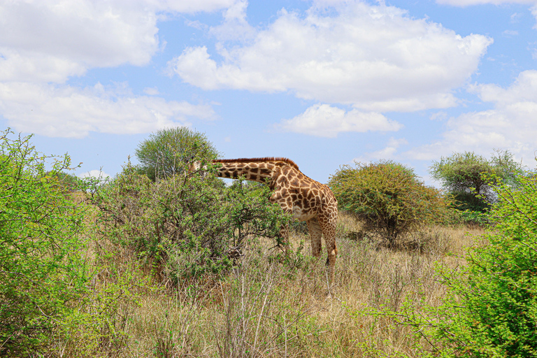 Privérondleiding door het Nairobi Nationaal Park