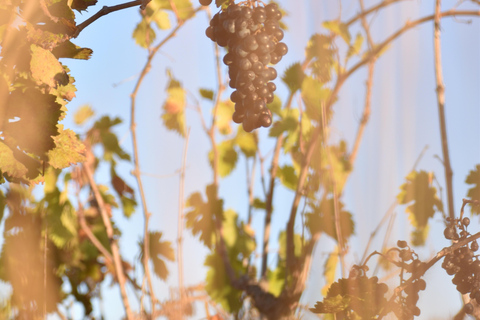 Massmamier La Mignarde : Wine Tasting Massmaier La Mignarde : Wine Tasting