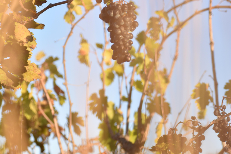 Massmamier La Mignarde : Wine Tasting Massmaier La Mignarde : Wine Tasting