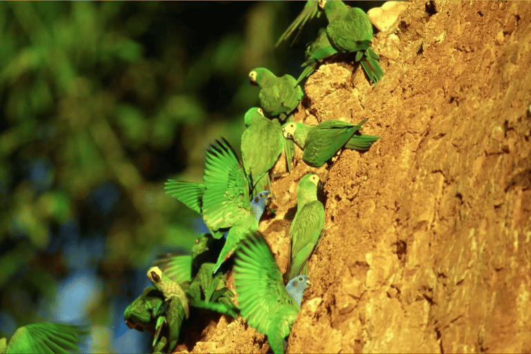 Expédition Tambopata + Wasaí Lodge - 3 jours - Collpa Chuncho|