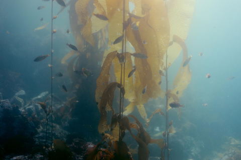 Sitka: Kelp Forest Snorkel Tour
