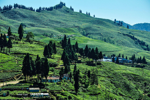 Day as a Tea Farmer in Ilam: Life in Nepal’s Green Tea Hills