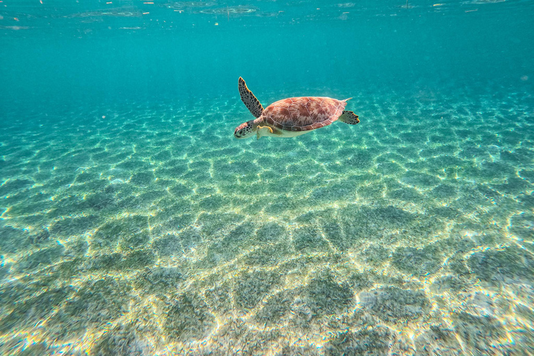 Cancun: Tulum Ruins, Akumal Turtles, Cenote & Caves Snorkel From Cancun