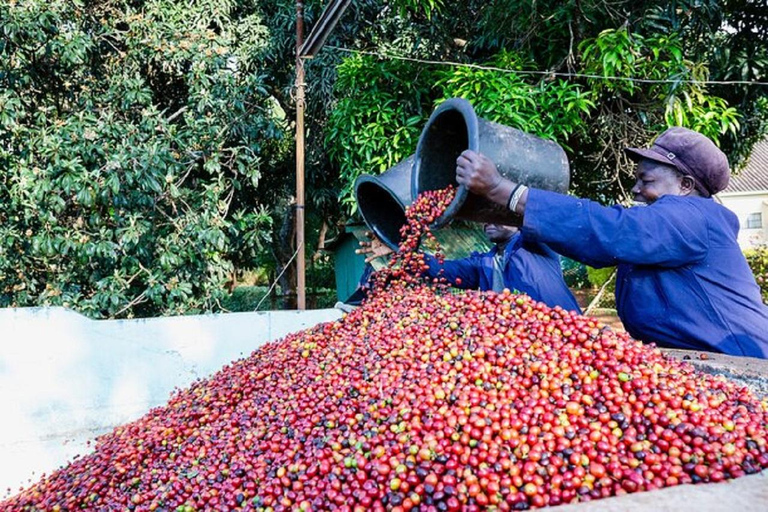 Nairobi: Fairview Coffee Estate Tour with Coffee Tasting