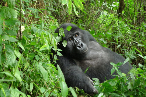 Bwindi: 4 dagars gorillahabitat och vandring i Bwindi