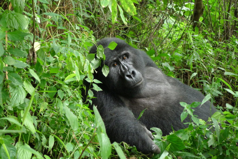 Bwindi: 4 dagars gorillahabitat och vandring i Bwindi