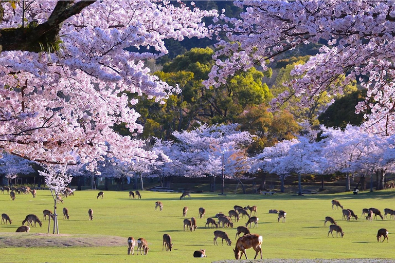 Nara & Kyoto Ancient Charm One-Day Tour Osaka Metro Nippombashi Station, Exit 2 (8:40)