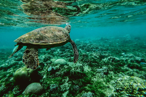 Zanzibar: A 1000 Hands Village Tour with Turtle or seaweed
