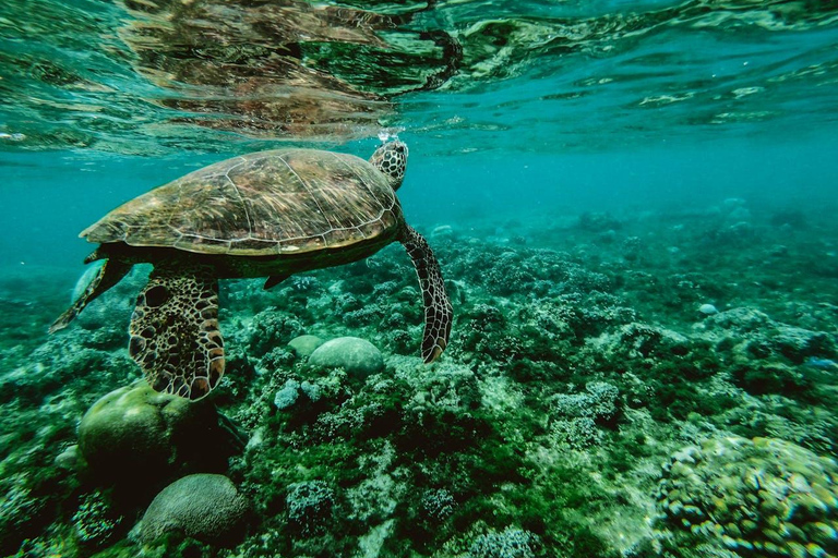 Zanzibar: A 1000 Hands Village Tour with Turtle or seaweed