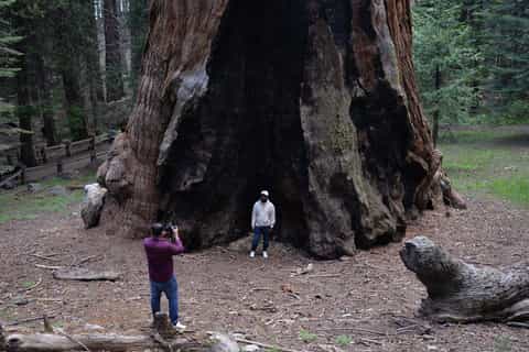 Sequoia Kings Canyon National Parks, Fresno Book Tickets - Main Image