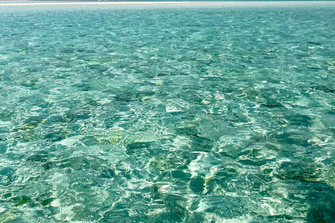 Zanzibar: Mnemba Blue Safari i spotkanie z delfinamiMnemba: delfiny i rafa – wycieczka grupowa