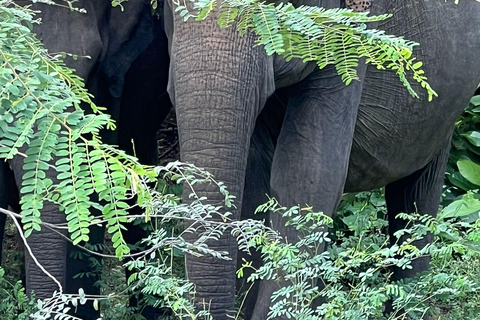 Vanuit Mirissa - Yala Nationaal Park Luipaardsafari Dagtocht4 uur Yala Halve Dag Safari Tour