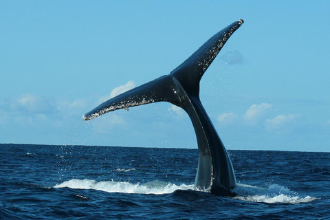 圣何塞卡波观鲸日出之旅
