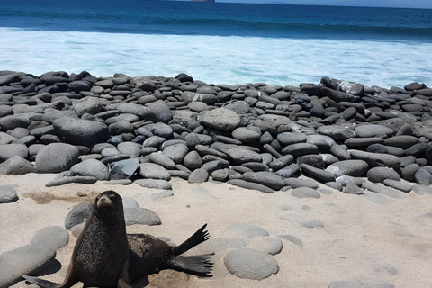 MEJOR EXCURSIÓN DE OBSERVACIÓN DE AVES Y SNORKEL EN LA ISLA SEYMOUR NORTE