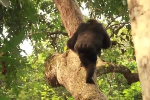 From Kampala: 3-Day Murchison Falls Safari & Chimpanzee Trek