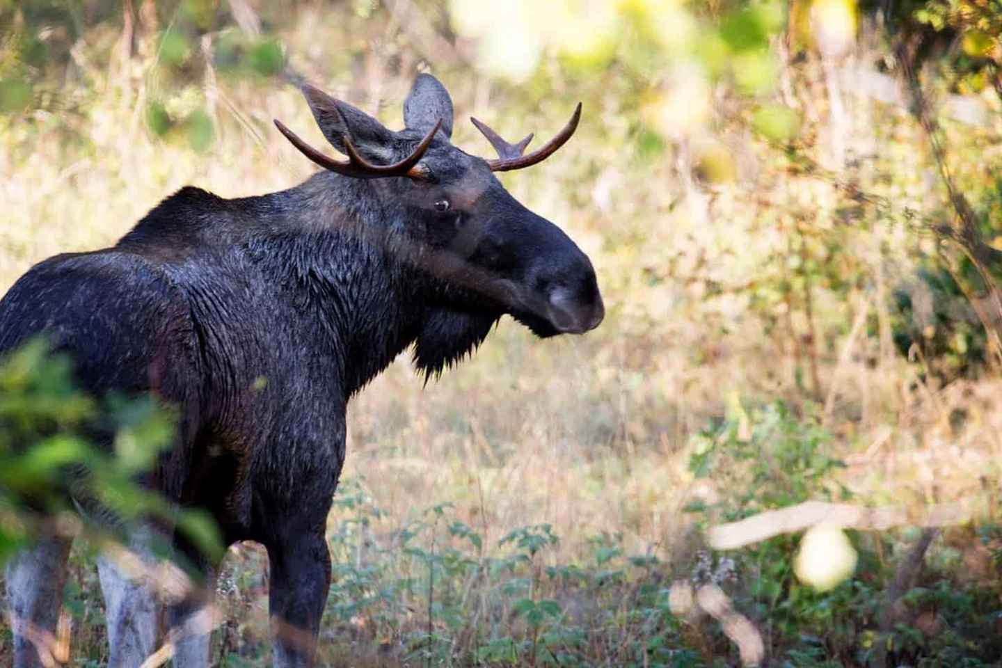 Dals Långed: Moose Park Guided Tour with Feeding