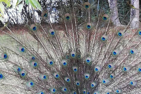 ZANZIBAR: Spice Farm Tour + Lunch & Prison Island Boat Trip