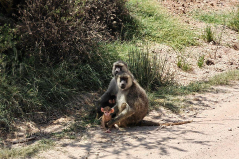 Nairobi: 3-Day honeymoon safari to Amboseli National Park Overnight Private to Amboseli National Park