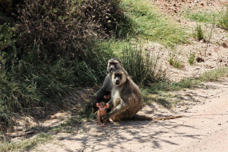Nairobi: 3-Day honeymoon safari to Amboseli National Park Overnight Private to Amboseli National Park