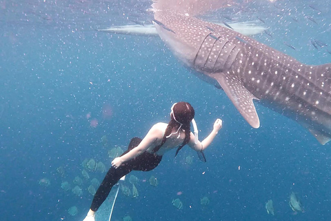 Cebú: Natación con tiburón ballena y barranquismo en las cataratas Kawasan