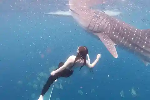 Oslob: Experiência de nadar com tubarões-baleia e fazer snorkeling