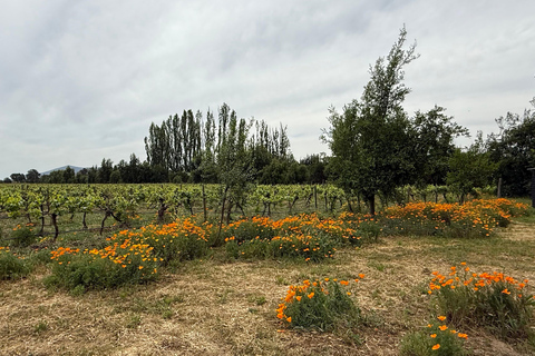 Vineyard, Valparaiso, Horseback Riding, Sea L &amp; BBQ Day Trip