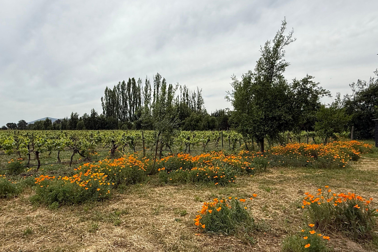 Vineyard, Valparaiso, Horseback Riding, Sea L &amp; BBQ Day Trip