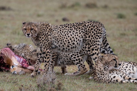 Viaggio di un giorno da Nairobi a Maasai Mara - AWNairobi: Escursione di un giorno nella Riserva Nazionale di Maasai Mara - Privato