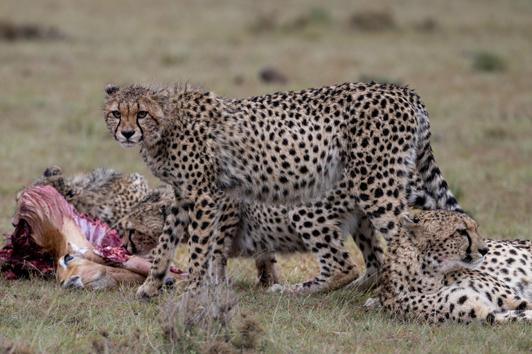 Viaggio di un giorno da Nairobi a Maasai Mara - AWNairobi: Escursione di un giorno nella Riserva Nazionale di Maasai Mara - Privato