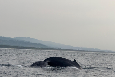 Puerto Escondido: Bootstour zu Delfinen und MeerestierenPrivate Tour