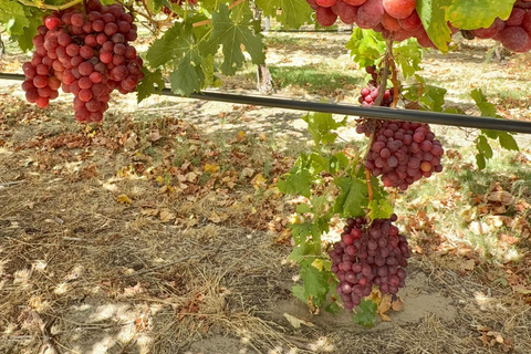 Private Swan Valley Wine Tour | Boutique Wineries