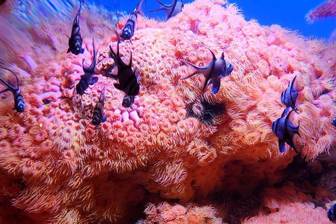 Tour privato Monterey, Acquario, 17 miglia di strada, Carmel