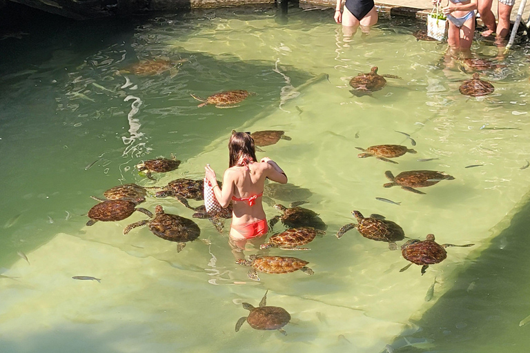 Zanzibar – delfiny, żółwie i konieSafari kajakiem z delfinami i żółwiami