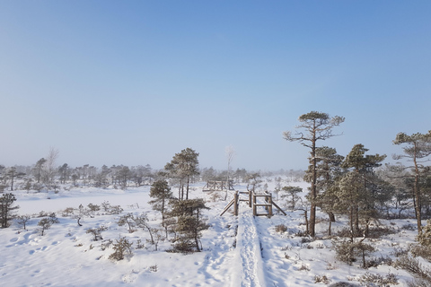 Great Ķemeri Bog & Swamp Forest Hiking Adventure Shared group tour