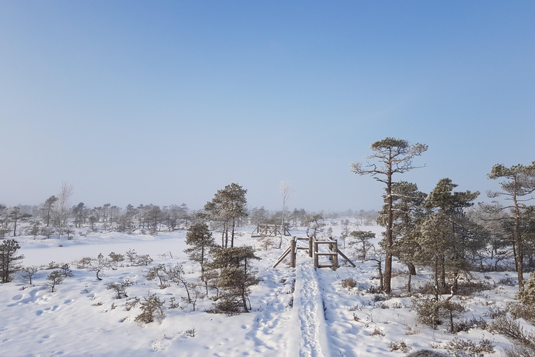 Great Ķemeri Bog & Swamp Forest Hiking Adventure Shared group tour