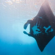 Nusa Penida Manta Ray Snorkeling with Colourful Fish & Reef