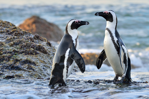 Gansbaai: ecologische kooiduikbelevenis met haaienExcursie met ontmoetingspunt