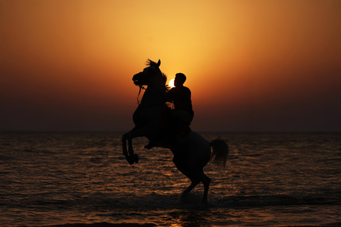 阿布扎比：胡代里亚特岛骑马体验与马共游